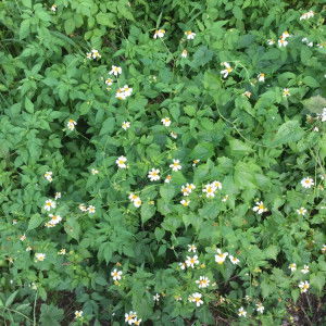 Ice Anchana profile icon