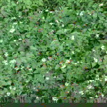 Ice Anchana profile icon