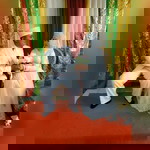 JuLay Siputry Suria profile icon