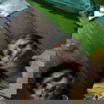 Siddik Diq profile icon