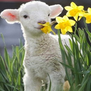 Au Kunpang profile icon