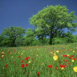 rizka aulia profile icon