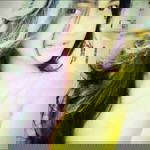 Beby Çhandra profile icon