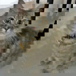 Emma Samsuddin profile icon