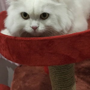 Pcartoon Cartoon profile icon