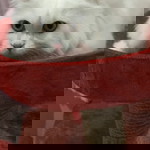 Pcartoon Cartoon profile icon