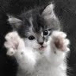 Noor Syahirah Othman profile icon