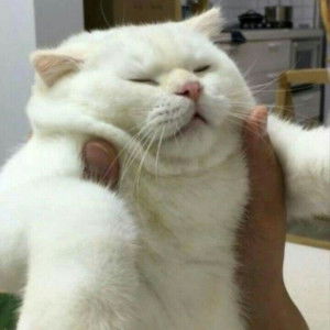 Wonder women profile icon