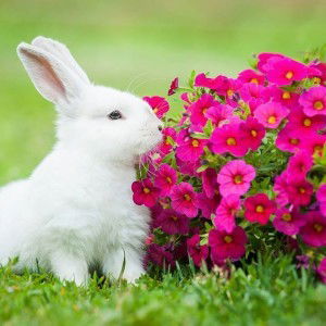 Ummu Habibah profile icon