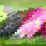 Ummu Habibah profile icon