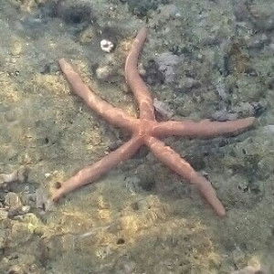 supannee profile icon