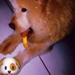 ma. rose Ann molina profile icon