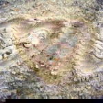 Nurida Damad profile icon