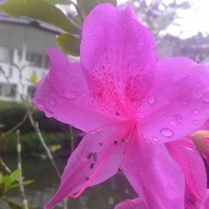 Yesi Suci profile icon