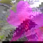 Yesi Suci profile icon