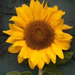 rensita vembri profile icon