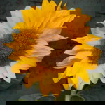 rensita vembri profile icon