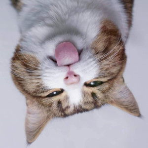 Sis Nrl profile icon