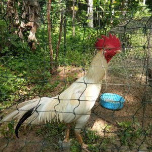 ซุ้มสามพี่น้อง คู่ชน profile icon