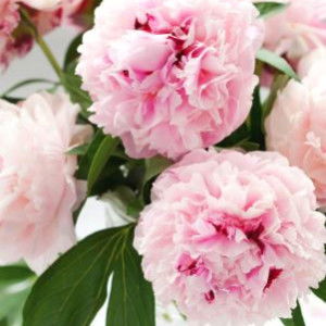 Faye Faye Faye profile icon