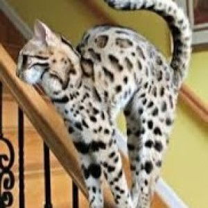 Mrs Keeper profile icon