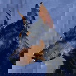 buchs profile icon