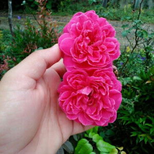 rika joyo profile icon