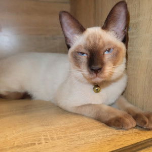 เสงี่ยม สว่างใจธรรม profile icon