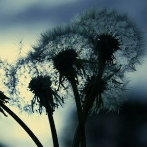 Fauziah Ramadini profile icon