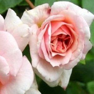 Little Star profile icon