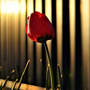 Kah Lacsina profile icon