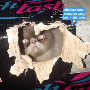 Hikmatul Mellyanti profile icon