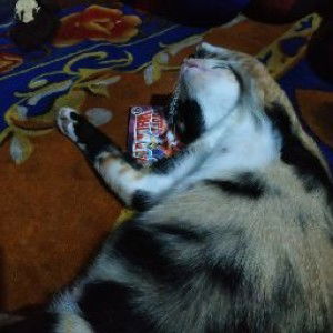 Nadia Bahaswan profile icon