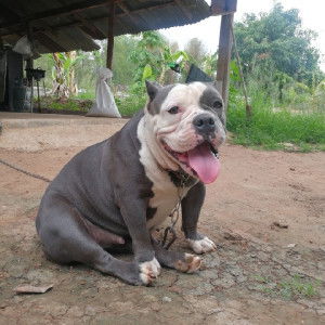 natnaree profile icon