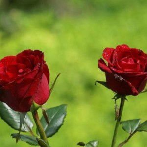 Humaira Nuur profile icon