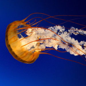 Aminuddin Azmi profile icon