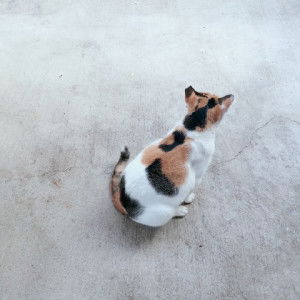 Crissey profile icon