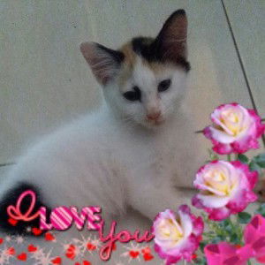 Zarifah Harith profile icon