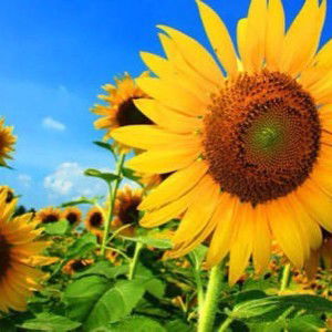 คุณแม่มือใหม่ profile icon