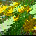 Sofea Hidayu profile icon