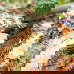 daraka profile icon