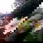 Yopag Setnallirb Irene Mariz profile icon