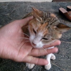 hannie pratiwi profile icon