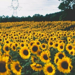 Khairani profile icon