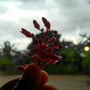 Rya Novia S profile icon