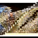 Parn Tg profile icon