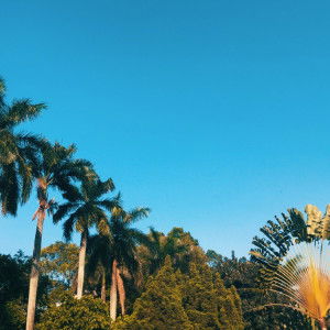 ceu idah profile icon