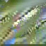 Sangeetha Neela profile icon