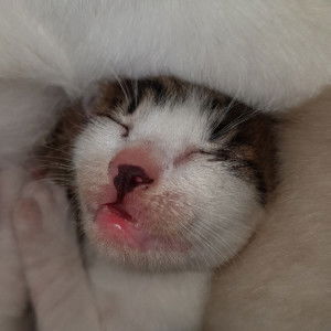 Cut Tria Hajaton profile icon