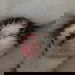 Cut Tria Hajaton profile icon